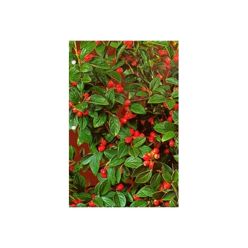 Cotoneaster franchettii - Dwergmispel