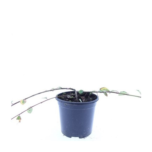 Cotoneaster dam. Schoon | Dwergmispel