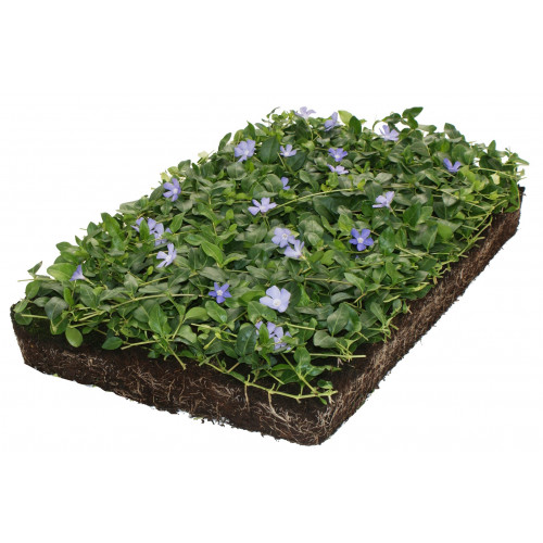 Vinca minor - maagdenpalm - Plantmat Covergreen®