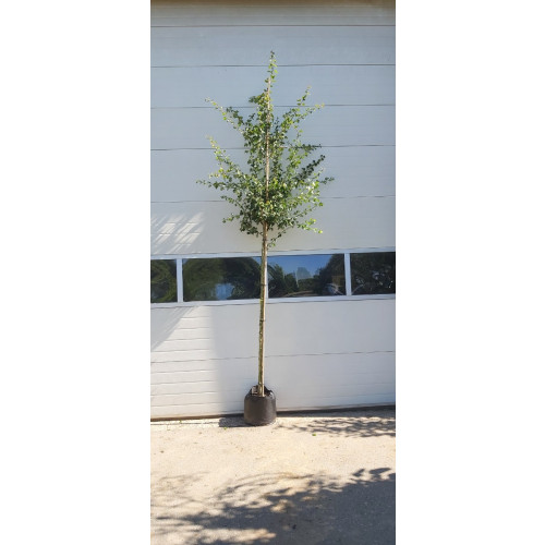 Crataegus media Paul's Scarlet - Rode meidoorn - boom