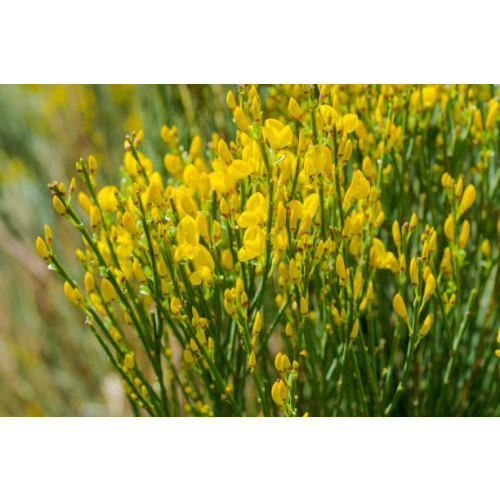 Cytisus scoparius | Brem 