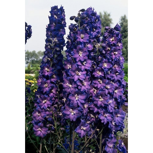 Delphinium (P) 'King Arthur' - Ridderspoor - 