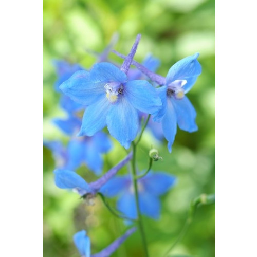 Delphinium (P) 'Summer Skies' - Ridderspoor - 