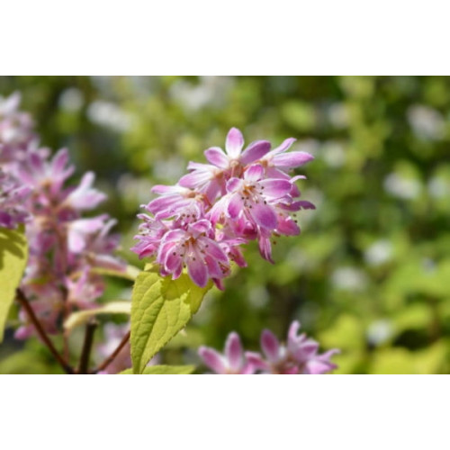 Bruidsbloem - Deutzia scabra Stawberry Fields