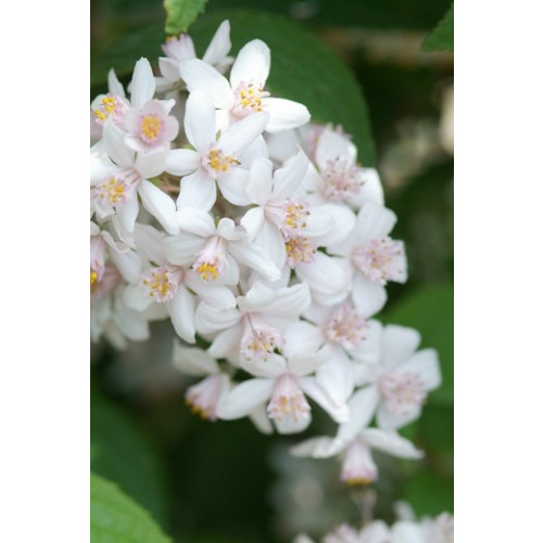 Bruidsbloem - Deutzia Mont Rose