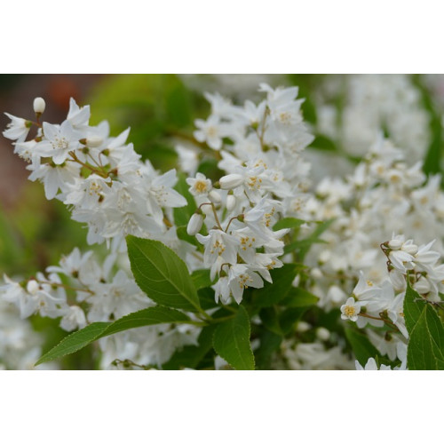 Deutzia gracilis Nikko - Bruidsbloem