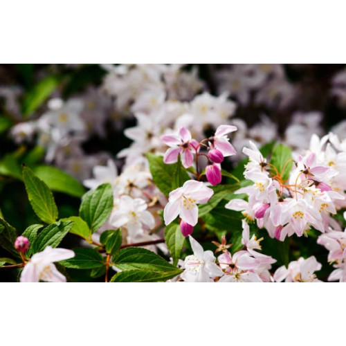 Deutzia cr. Pride of Rochester | Bruidsbloem