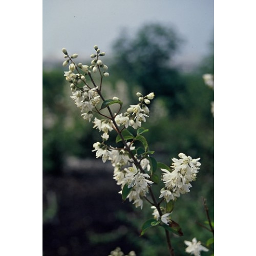 Deutzia scabra