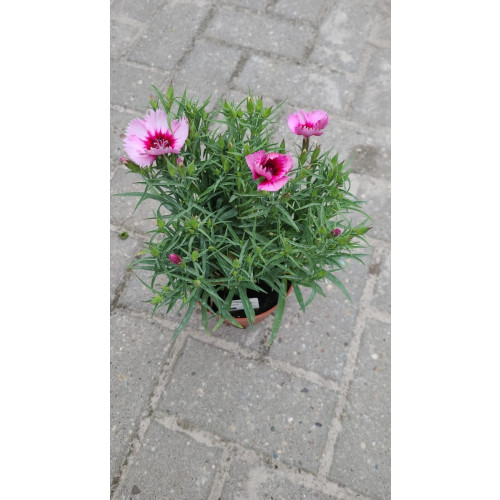 Dianthus grat. Rötkappchen - Rotsanjer