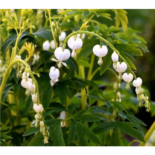 Dicentra spec. Alba | Gebroken hartje