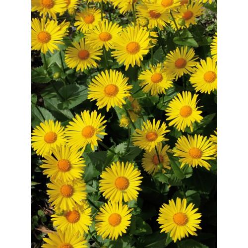 Doronicum orientale - Voorjaarszonnebloem