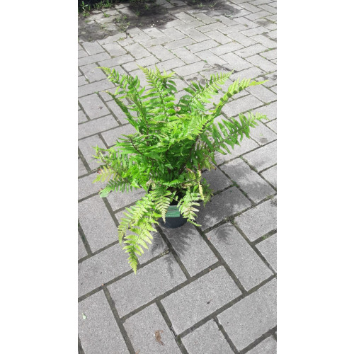 Dryopteris affinis - Geschubt mannetjesvaren