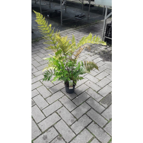 Dryopteris erythorosa - Herfstvaren