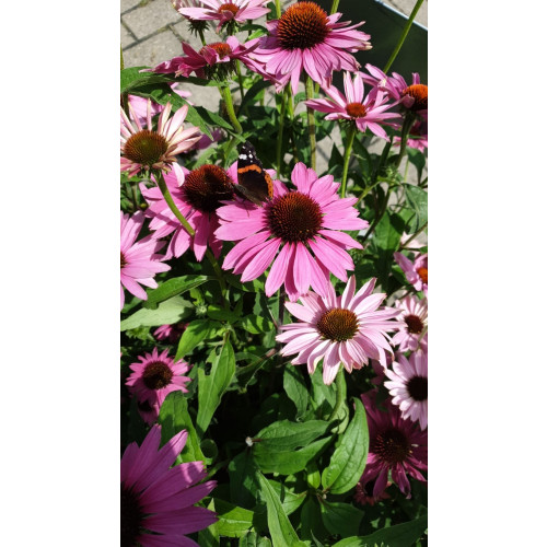 Echinacea purpurea - Zonnehoed - 