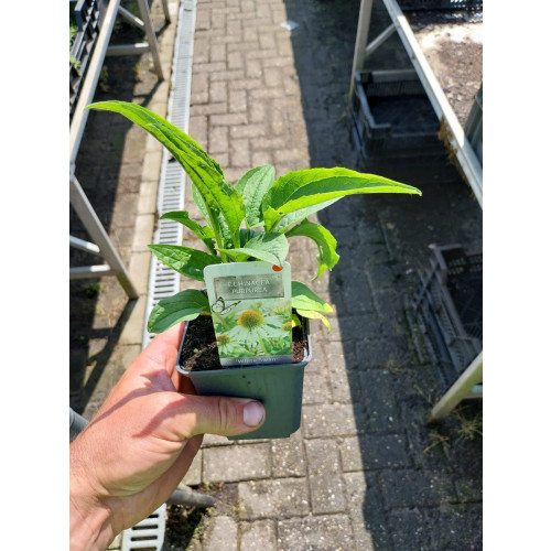 Echinacea purpurea White Swan | Zonnehoed 