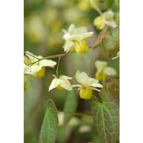 Epimedium versicolor 'Sulphureum' - Elfenbloem - 
