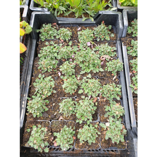 Erodium variabile Bishop's Form - Reigersbek - 