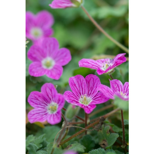 Erodium variabile 'Bishop's Form' - Reigersbek - 