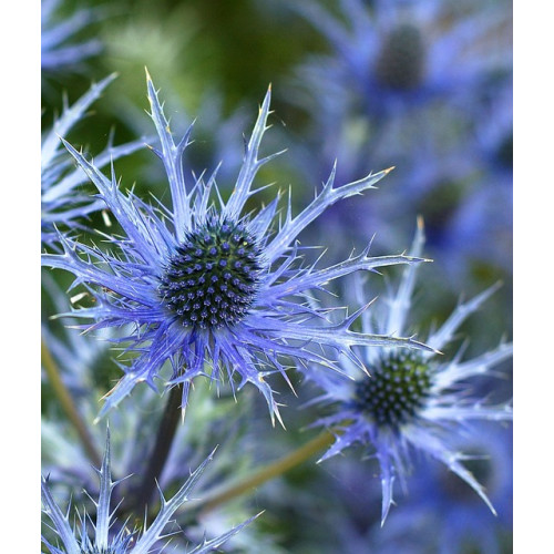 Eryngium zabelii Big Blue - Kruisdistel