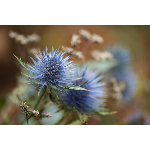 Eryngium planum - Kruisdistel