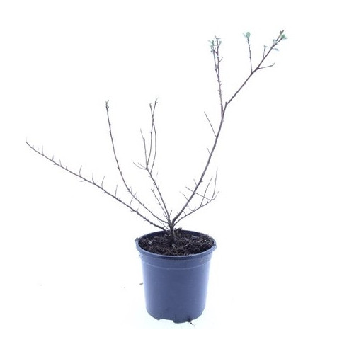 Escallonia Donard Seedling | Escallonia