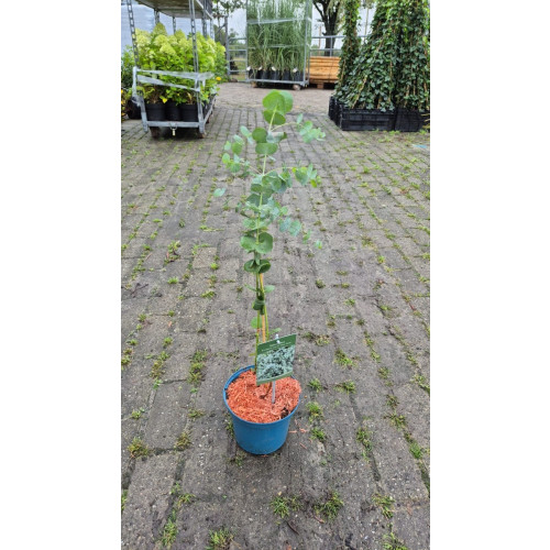 Eucalyptus cinerea