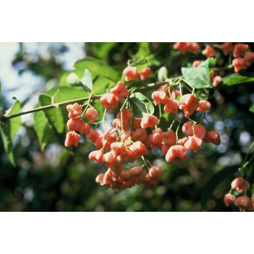 Euonymus europaeus - Kardinaalsmuts