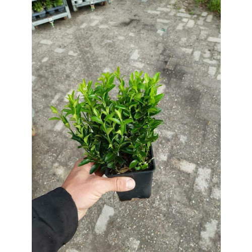 Euonymus Green Wonder | Japanse Kardinaalsmuts | Buxus vervanger