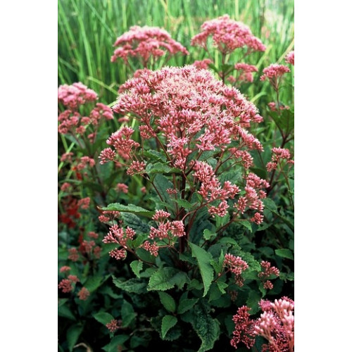 Eupatorium mac. “Atropurpureum” - Leverkruid