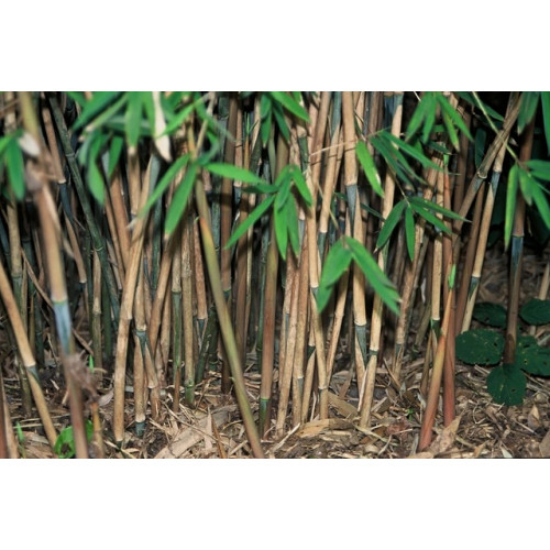 Bamboe niet woekerend - Fargesia nitida Great Wall
