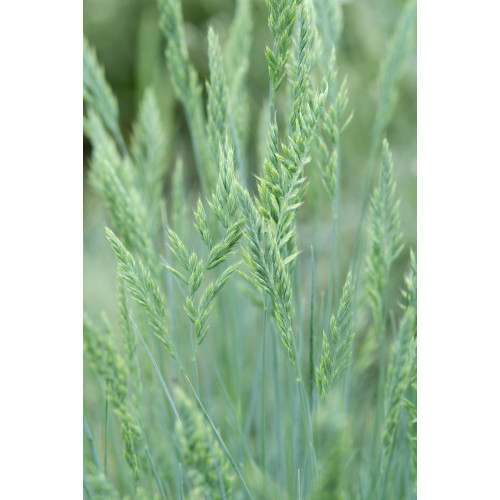 Festuca glauca - Blauw schapengras