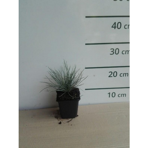 Festuca glauca “Elijah Blue” - Blauw schapengras 