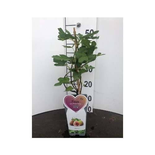Vijg - Ficus c. Brown Turkey