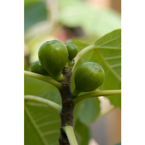 Vijg - Ficus carica 