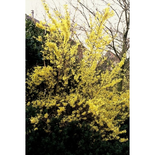 Forsythia intermedia Spectabilis - Chinees klokje