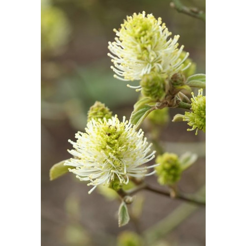 Lampenpoetserstruik - Fothergilla major