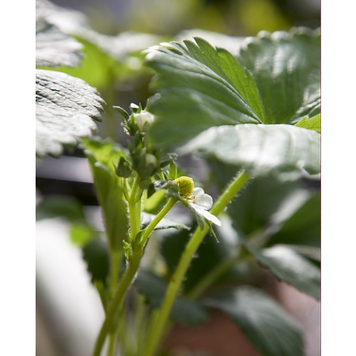 Fragaria vesca “Alexandria” - Bosaardbei