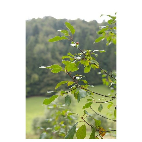 Rhamnus frangula / Frangula alnus - vuilboom