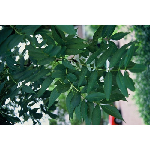 Fraxinus excelsior - gewone es - boom