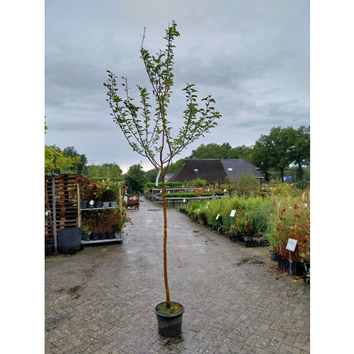 Pyrus c. Rote Williams Handpeer