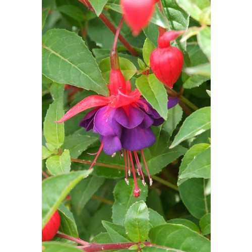 Fuchsia riccartonii - Bellenplant