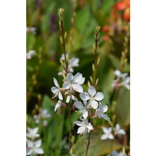 Gaura lindheimeri | Prachtkaars