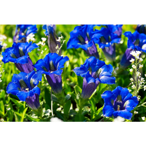 Gentiana asclepiadea - Gentiaan