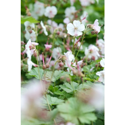 Geranium cantabrigiense Biokovo | Ooievaarsbek