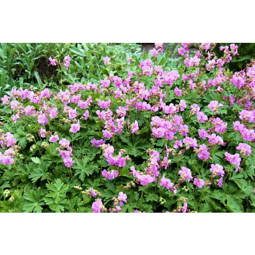 Geranium macr. Czakor