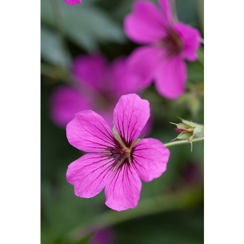 Geranium Patricia - Ooievaarsbek - 