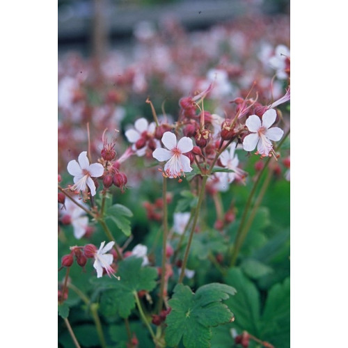 Geranium macrorrhizum Spessart - ooievaarsbek