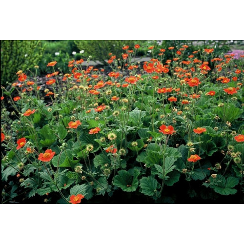 Geum coccineum Borisii - Nagelkruid