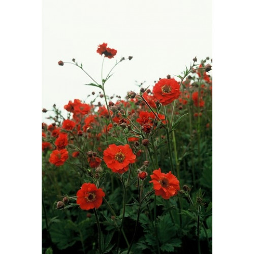 Geum chiloense 'Mrs Bradshaw' - Nagelkruid - 