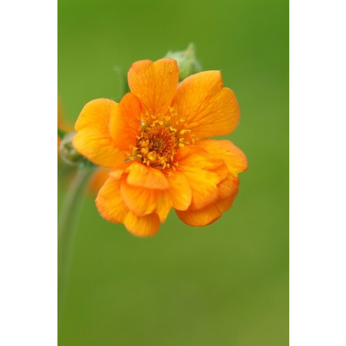 Geum chiloense 'Lady Stratheden' - Nagelkruid - 